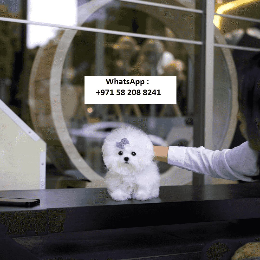 Toy Bichon Frise Puppies