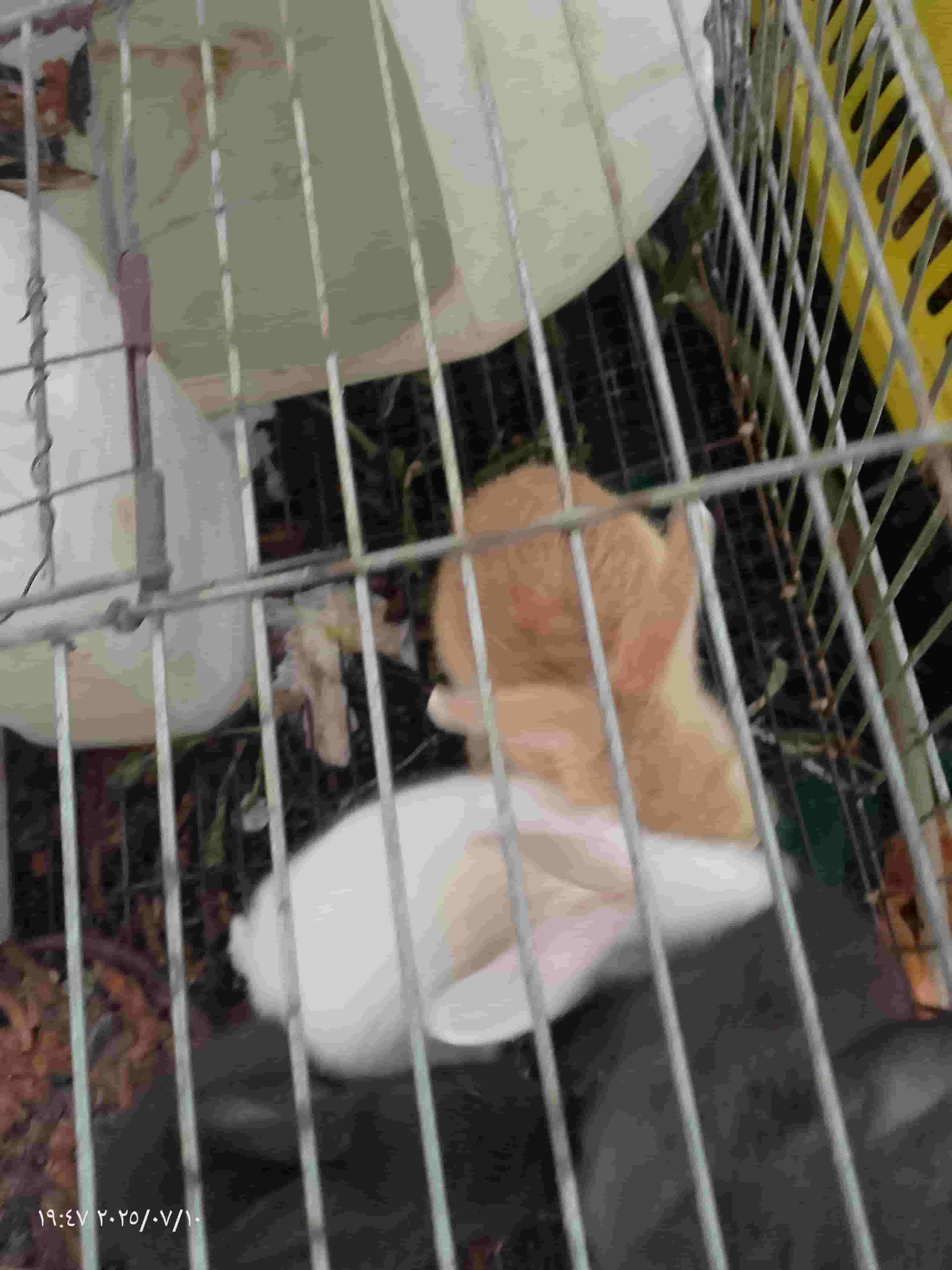 Rabbits to adopt