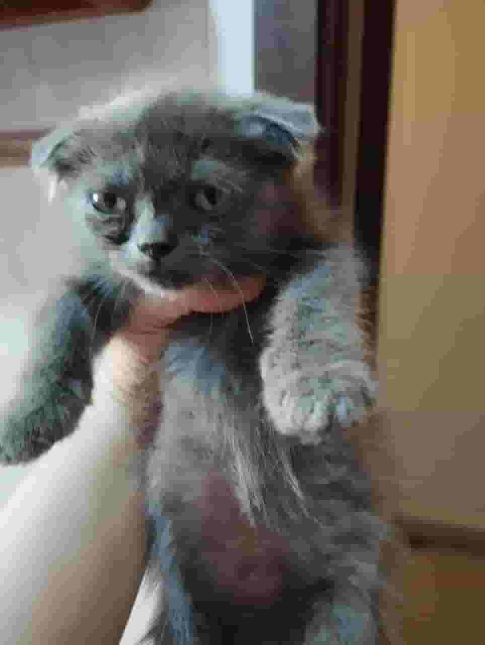 Scottish cat  