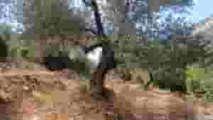 ارض مشجرة زيتون للبيع في قرية عساف مساحة 985م 