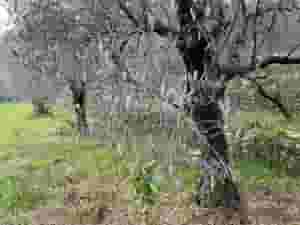 ارض للبيع في بتعبورة مشجرة زيتون مساحة 27000م 