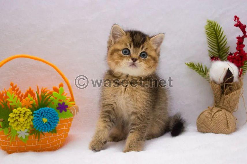 Scottish Fold Kittens for sale  1