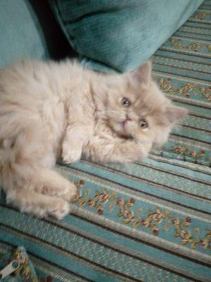 Caucasian persian kitten 
