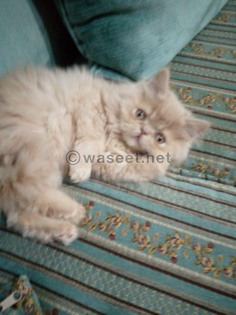 Caucasian persian kitten  0