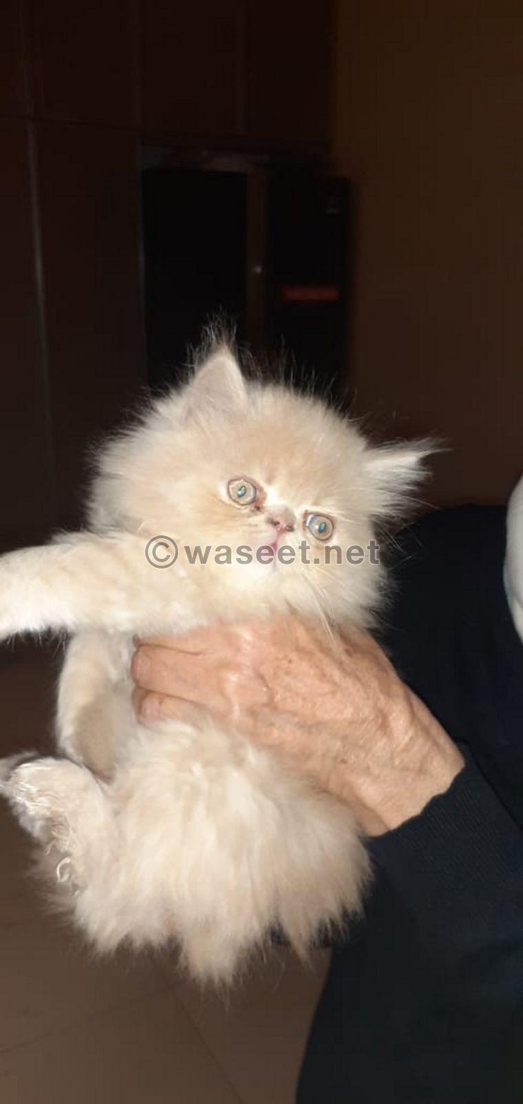 Caucasian persian kitten  1