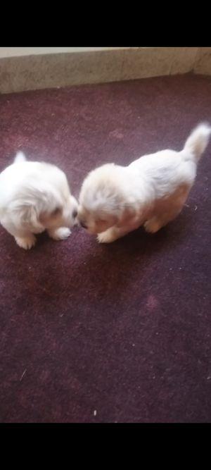 Pure Bichon puppies for sale