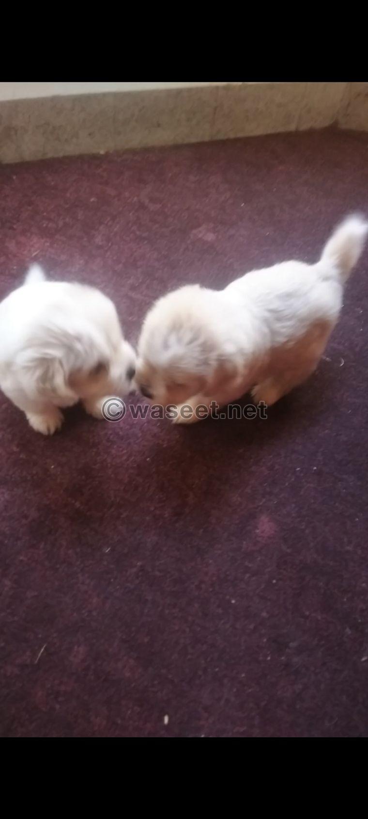 Pure Bichon puppies for sale 0