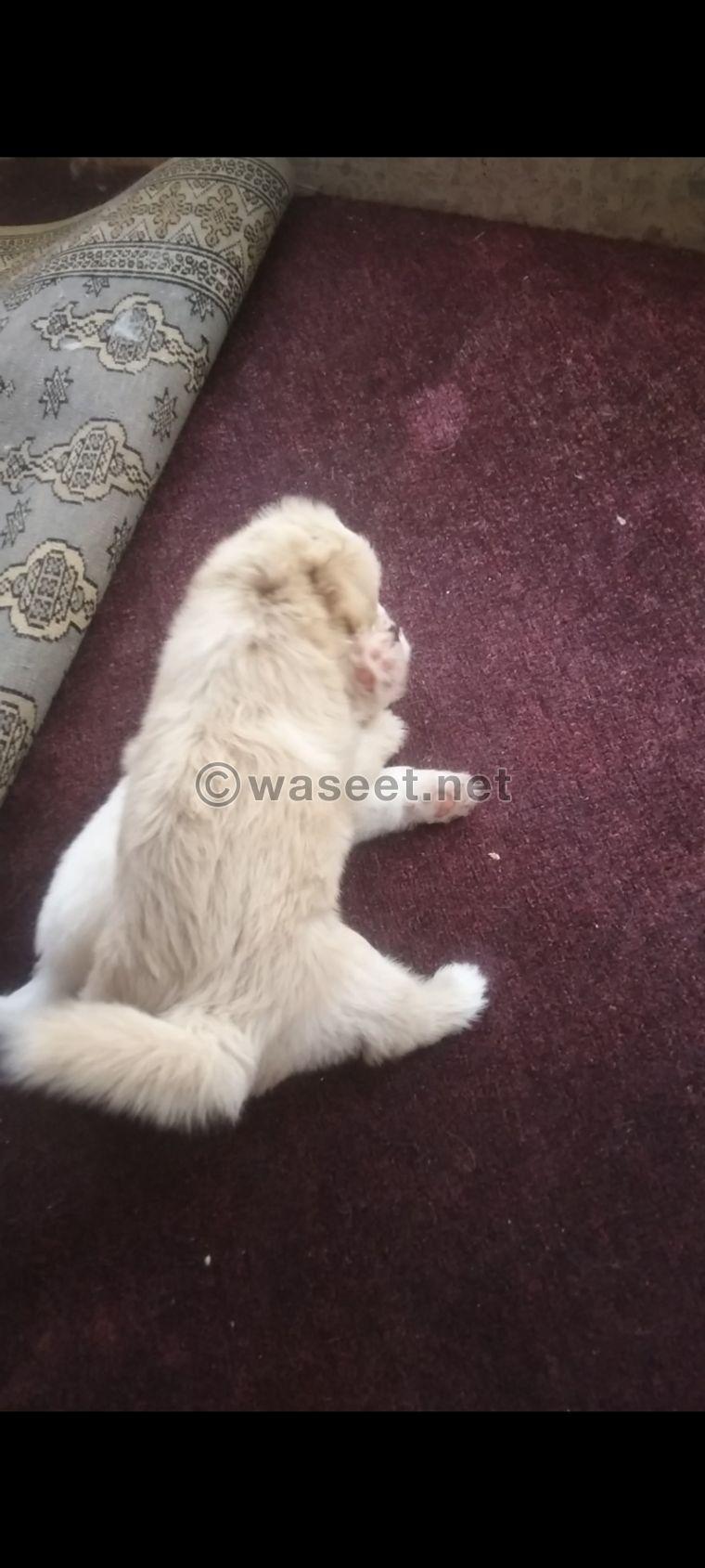 Pure Bichon puppies for sale 1