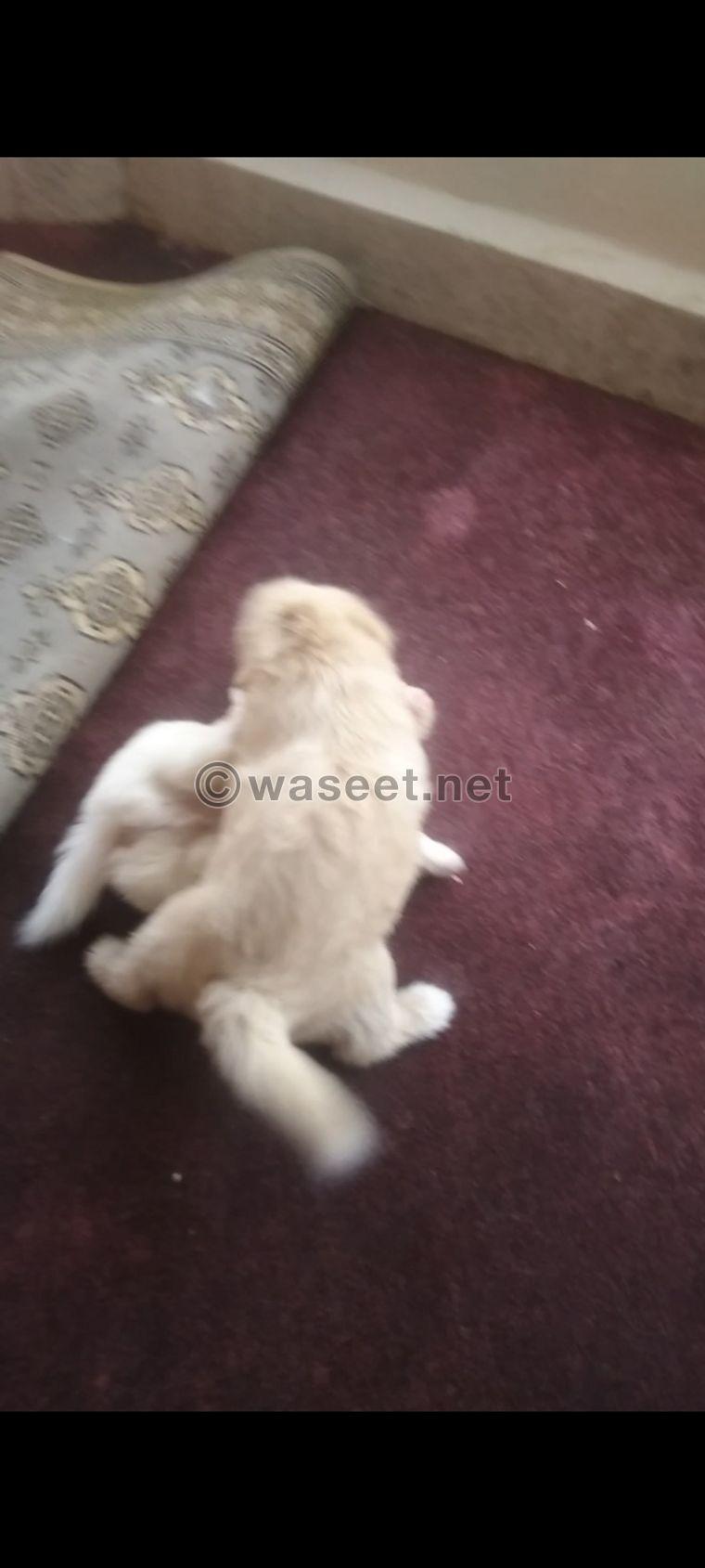 Pure Bichon puppies for sale 2