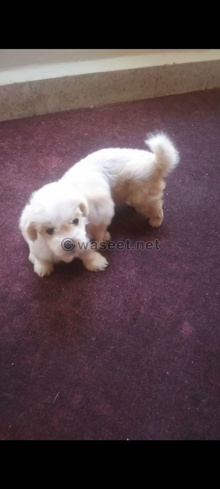 Pure Bichon puppies for sale 3