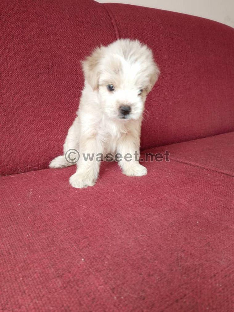 Pure Bichon puppies for sale 4