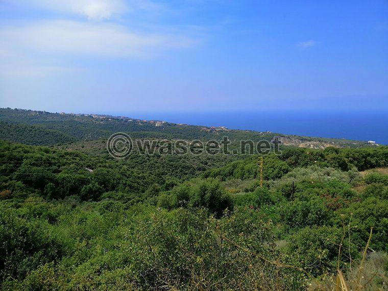 Land for Sale Berbara Jbeil Area 0