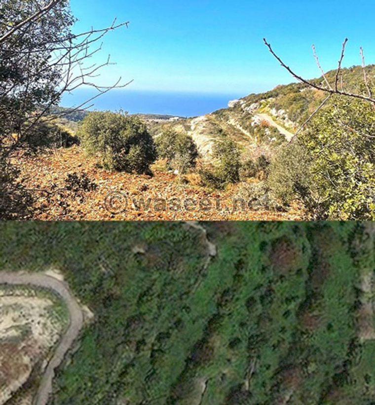 Land for sale Maad Jbeil Area 5425Sqm  1