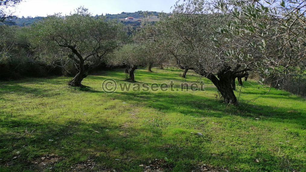 Land for Sale Ain Kfaa Jbeil Area 6400Sqm  0