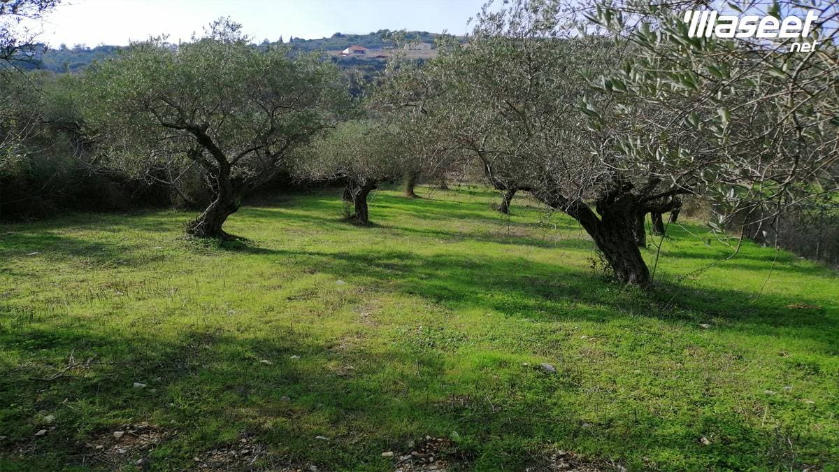 Land for Sale Ain Kfaa Jbeil Area 6400Sqm 0