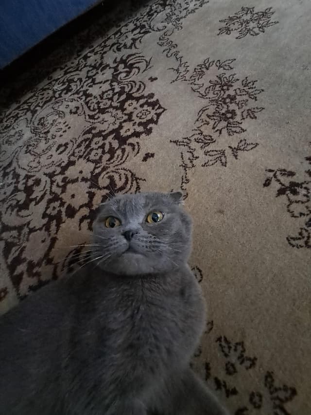 Scottish Fold For Sale Pure Vaccinated
