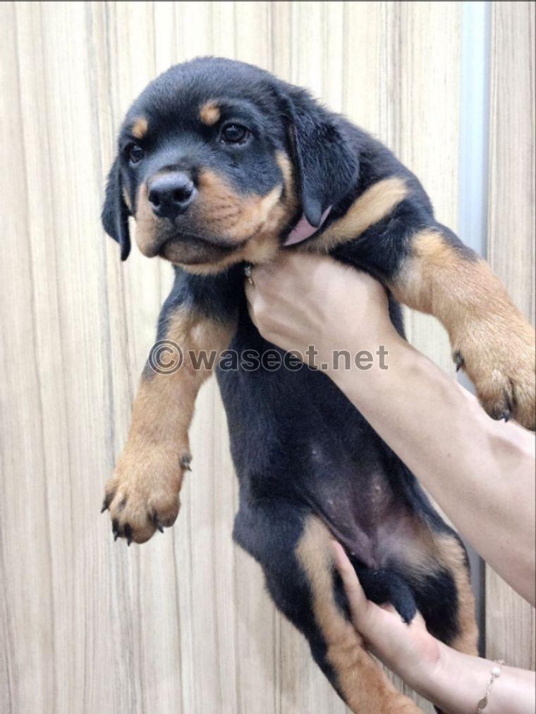 3 Female Rottweilers puppies for sale 0