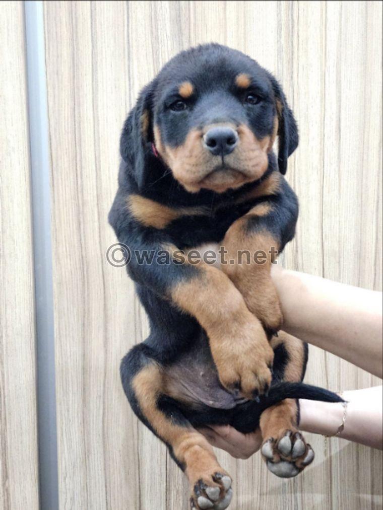 3 Female Rottweilers puppies for sale 1