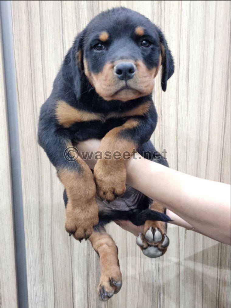 3 Female Rottweilers puppies for sale 2