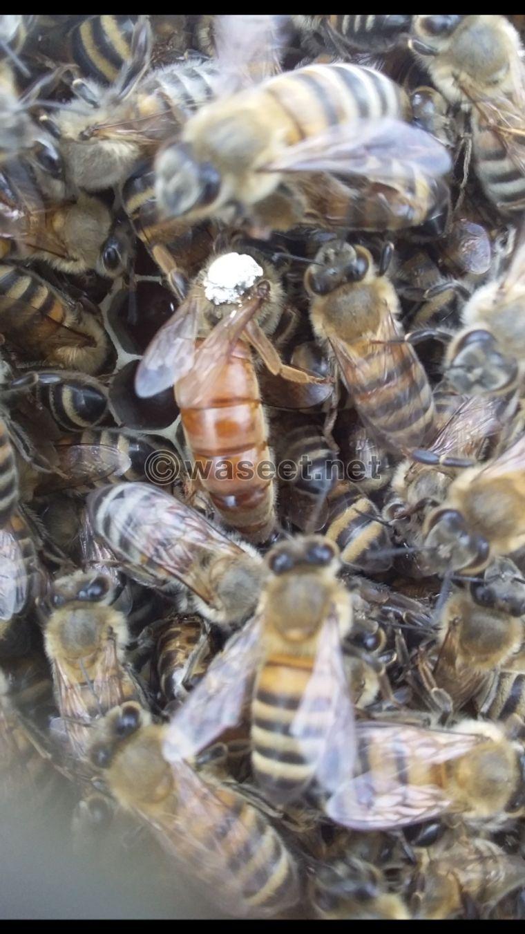 نحال مربي نحل beekeeper 0