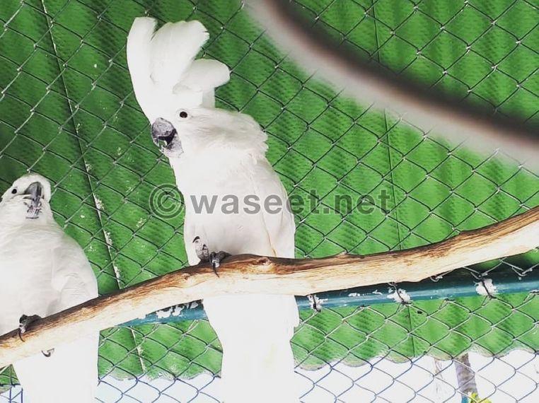 Moluccan cockatoo for sale 0