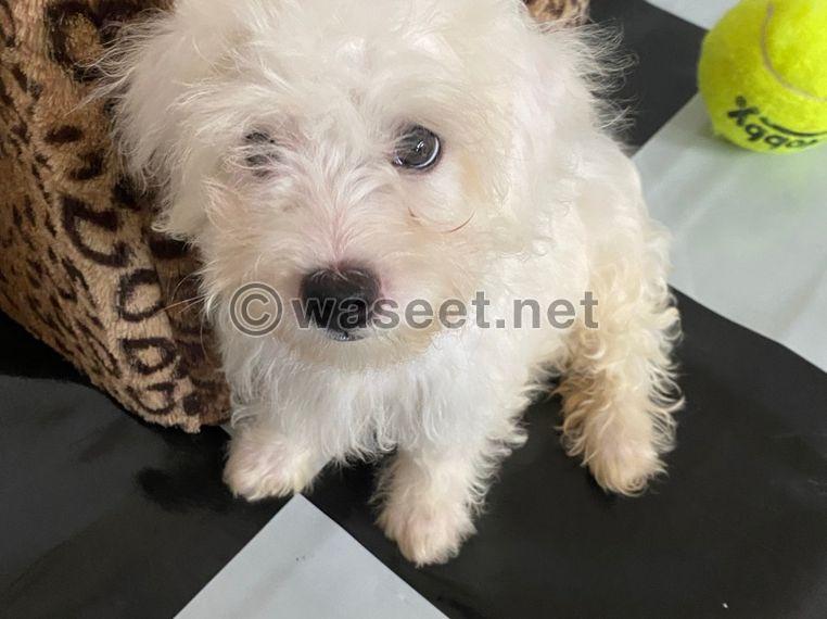 Cute Maltese puppy for adoption 0