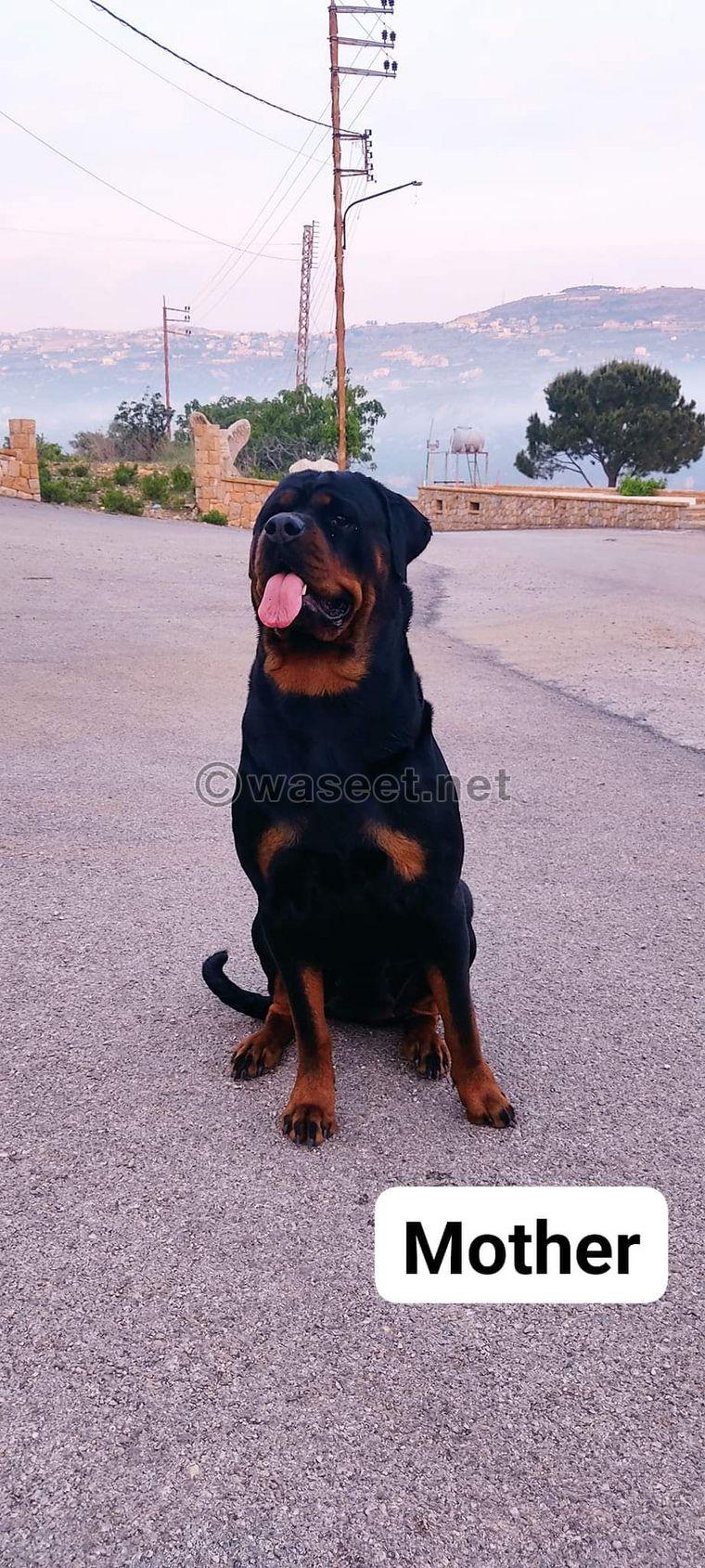 3 Female Rottweilers puppies for sale 10