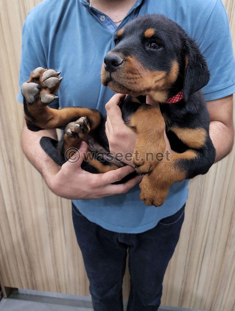 3 Female Rottweilers puppies for sale 3