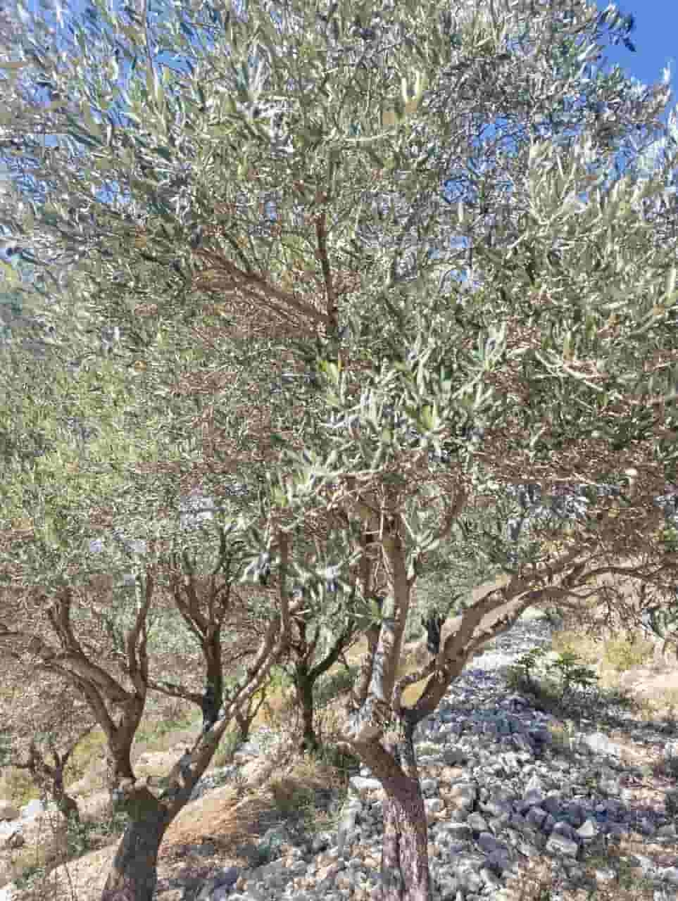 Land for sale in Biiji jbeil 11300 m Land for sale in Biiji jbeil 11300 m